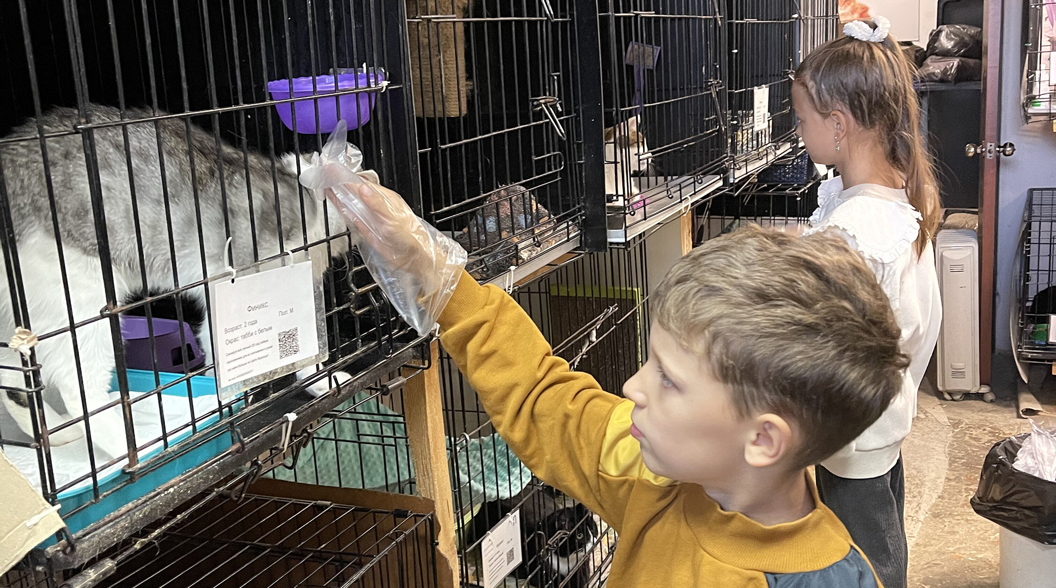 Волонтеры «Газпром-Медиа Холдинга» навестили приют кошек «Муркоша» обложка