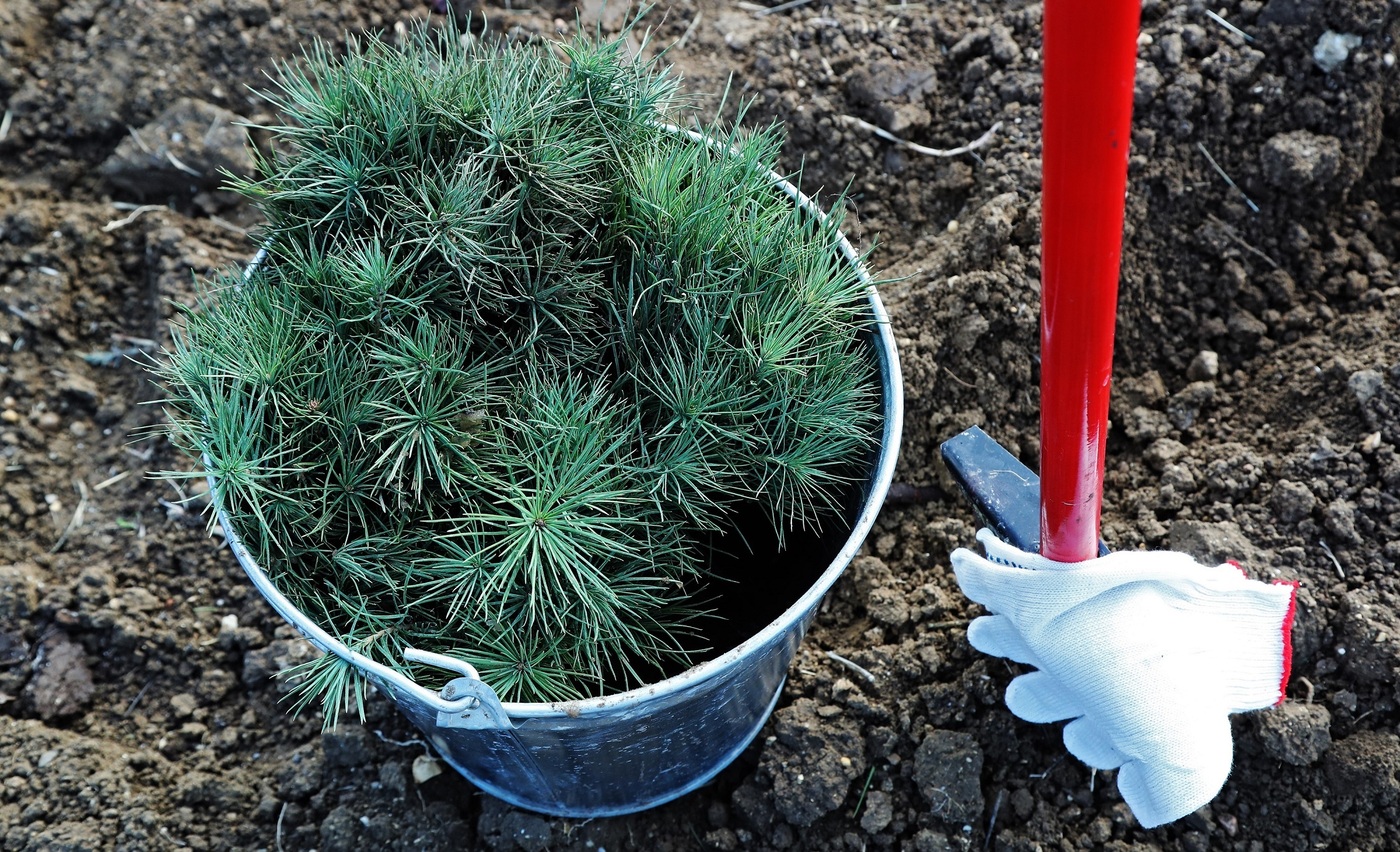 Gazprom Media Joins the Sokhranim Les Ecological Campaign cover