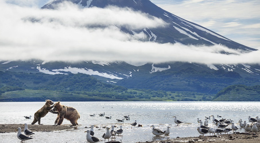 Friday! channel to exclusively air BBC’s new wildlife documentary series in Russia cover